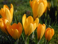 Crocii